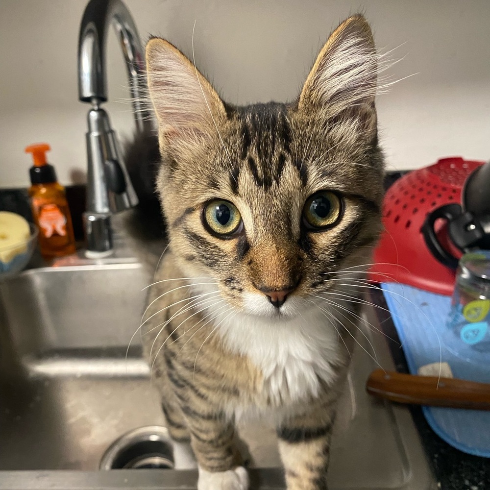 Meet your Posher, Grace